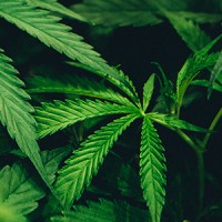 New Cannabis Policy Reform: How to Read 2020 Election&nbsp;Results